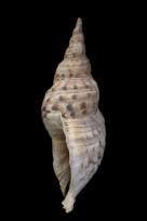 LARGE SHELL TRUMPET